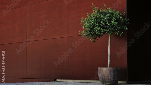 potted olive tree on modern building facade