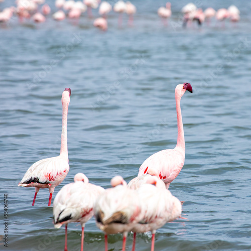 Namibia Flamingos. Group of Pink Flamingos Birds near Walvis Bay  the Atlantic Coast of Namibia. Skeleton Coast. Africa. 