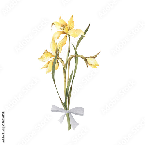 Watercolor narcissus clipart. Spring illustration.