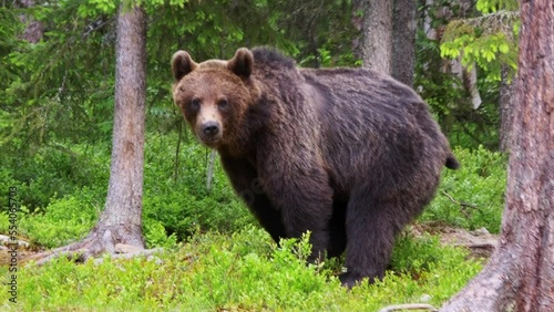 Brown bear defecating in the forest