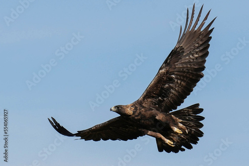 Golden Eagle - Flight © Bernie Duhamel