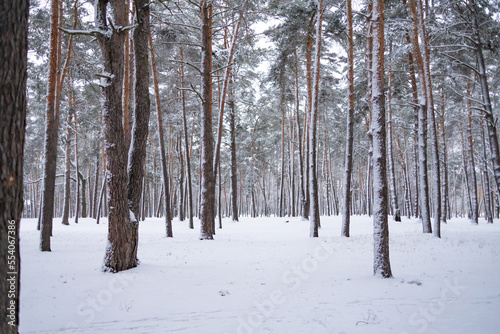 Snowfall in the forest, magical snowy forest in winter.
