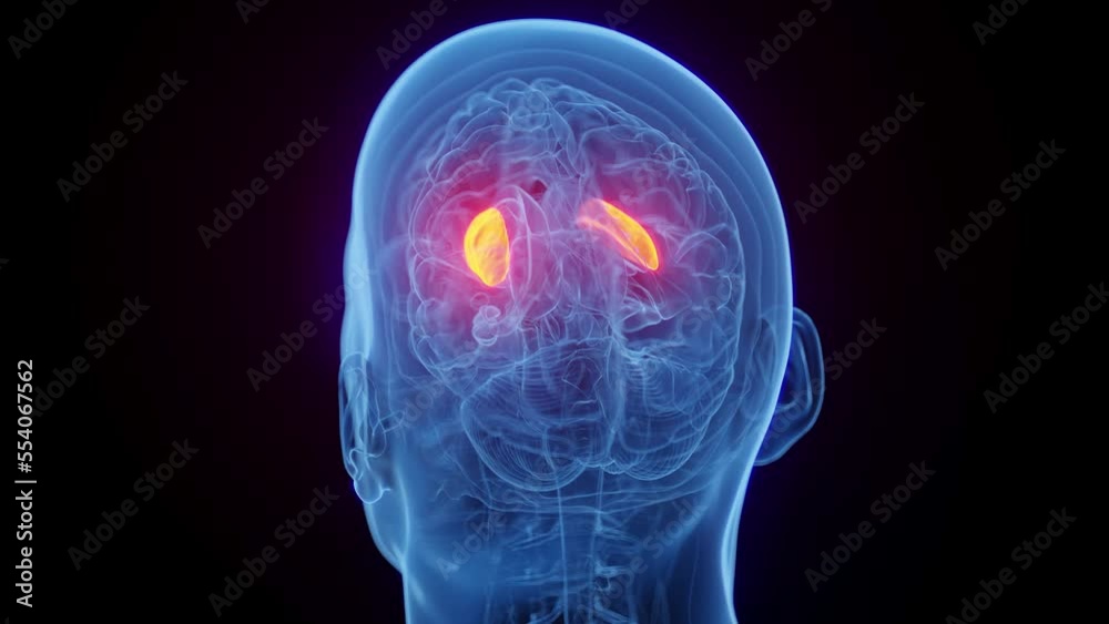 3D medical animation of a man's putamen