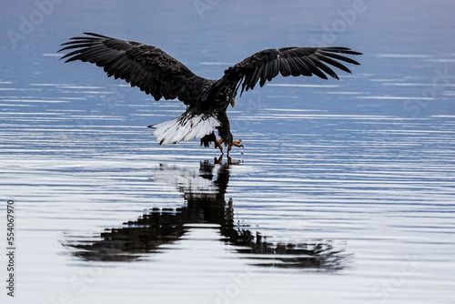 Eagle - Fishing - Talons