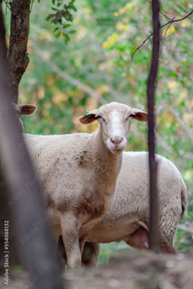 Blanca oveja pastando libre por la montaña de cataluña mientras observa a una posible amenaza con todos los árboles que lo rodean de fondo desenfocados.