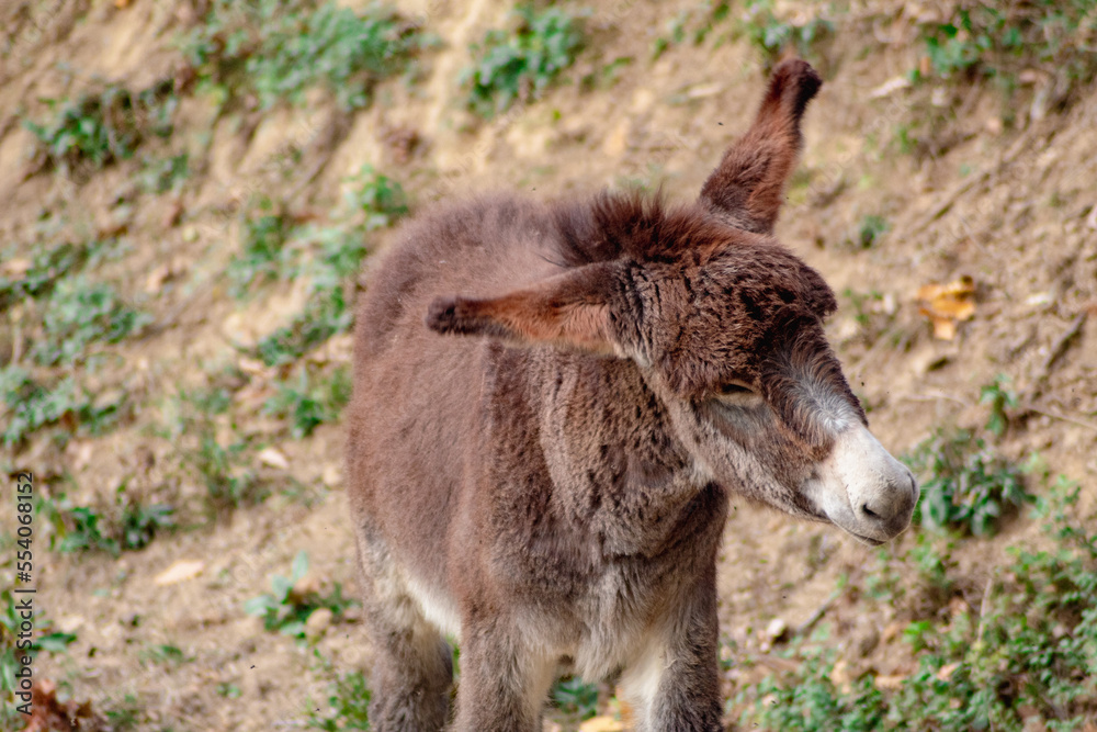 Burro marrón sacudiendo la cabeza para espantar a las molestas moscas que lo siguen con su suave pelaje y sus largas orejas. Burro marrón sacudiendo la cabeza para espantar a las molestas moscas que lo siguen con su suave pelaje y sus largas orejas.
