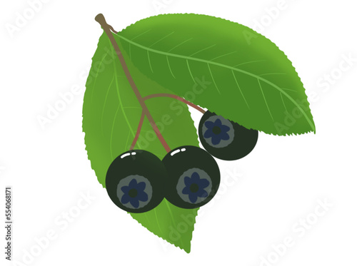 fresh bilberry, antioxidant fruit. Blueberry. With leaf. Illustration