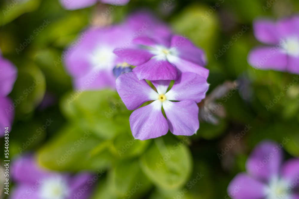 Plants flowers and trees, natural nature background. Plants flowers and trees, natural nature background.