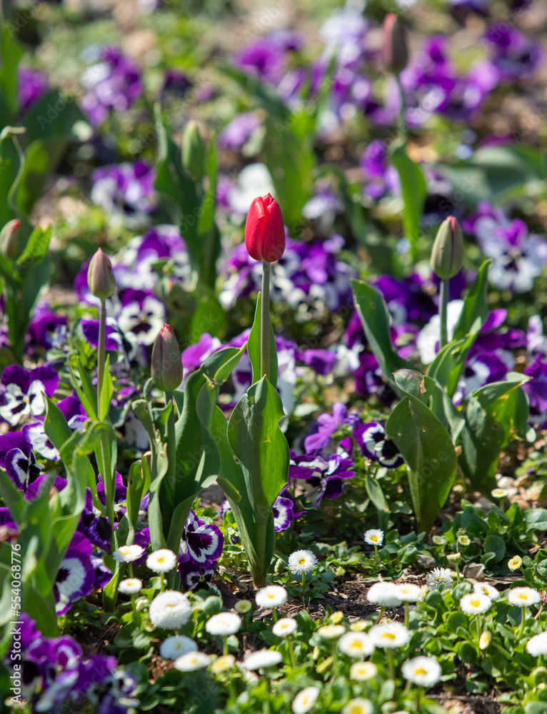 Plants flowers and trees, natural nature background. Plants flowers and trees, natural nature background.