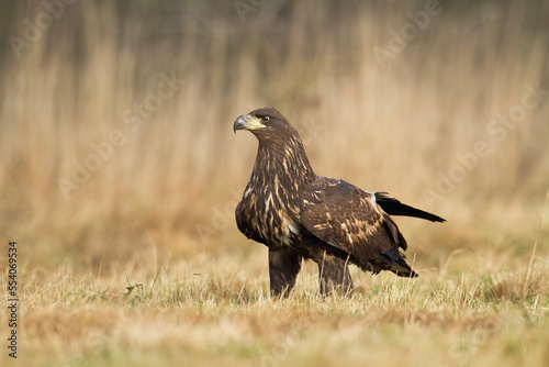 Majestic predator White-tailed eagle  Haliaeetus albicilla in Poland wild nature  