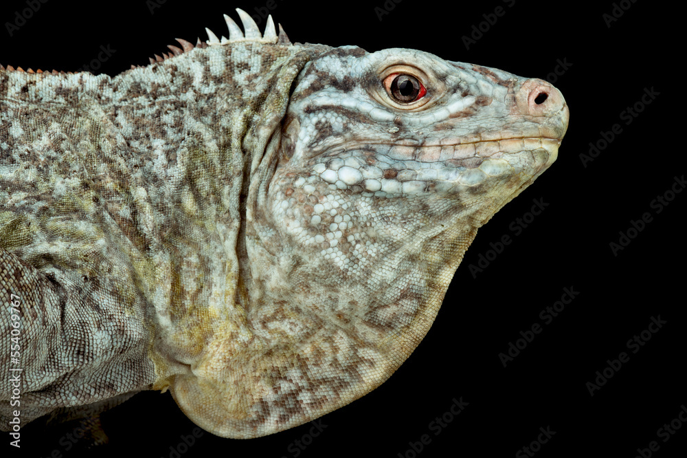 Cyclura Rileyi San salvador Rock iguanas (Cyclura rileyi rileyi) female Stock Photo ...