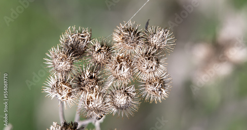 Plants flowers and trees, natural nature background.