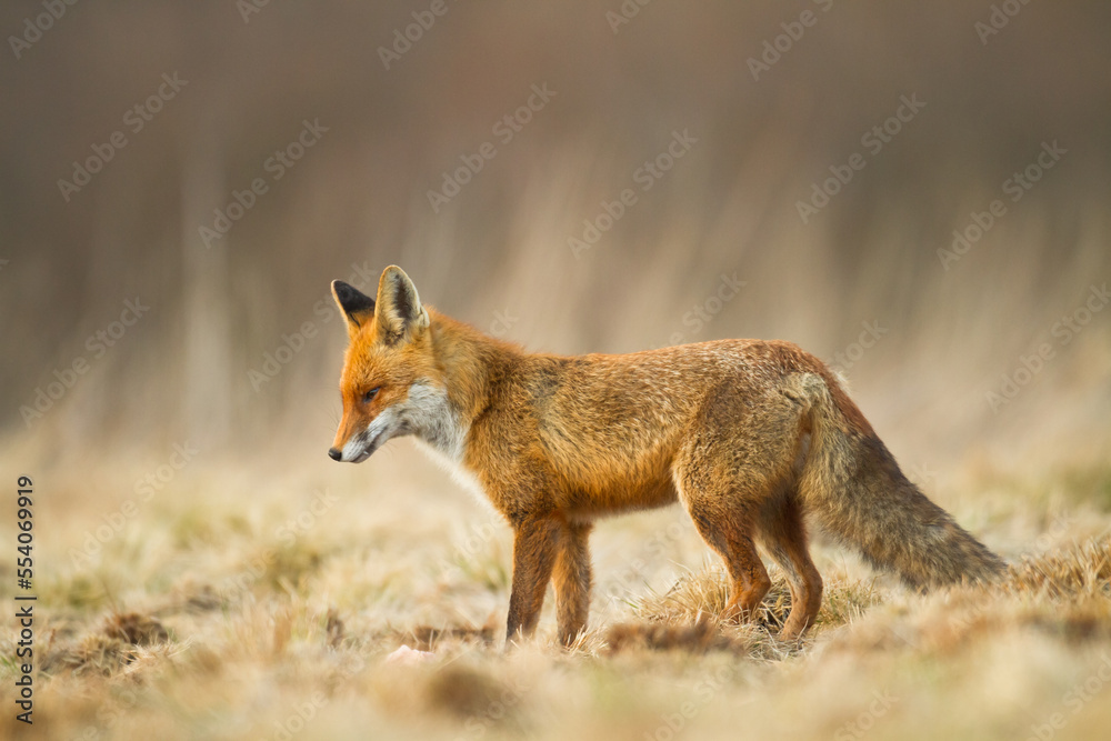 Fox Vulpes vulpes in autumn scenery, Poland Europe, animal walking among autumn meadow