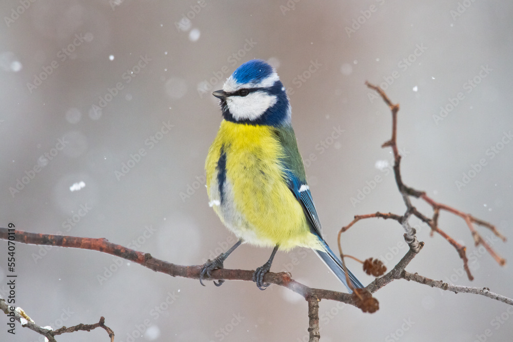 Naklejka premium Bird - Blue Tit Cyanistes caeruleus perched on tree 