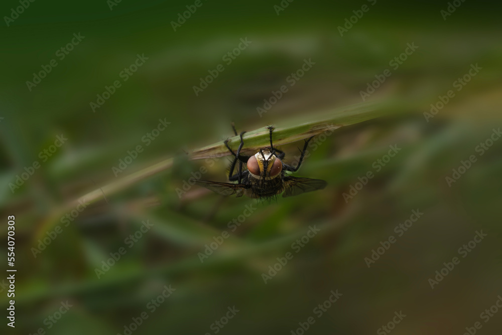 Fototapeta premium Black big fly on the grass