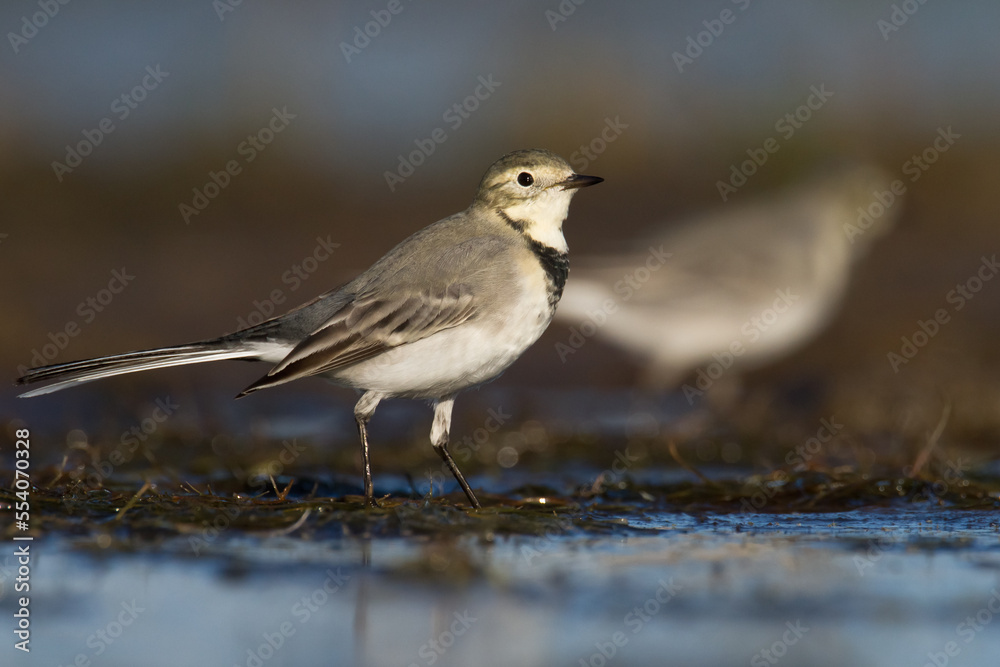 Bird white wagtail Motacilla alba small bird with long tail on light brown background, Poland Europe
Bird white wagtail Motacilla alba small bird with long tail on light brown background, Poland Europe
