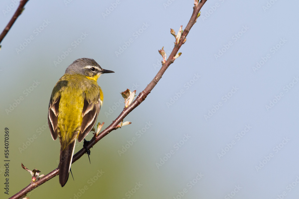 Small bird Yellow Wagtail sitting on tree male Motacilla flava