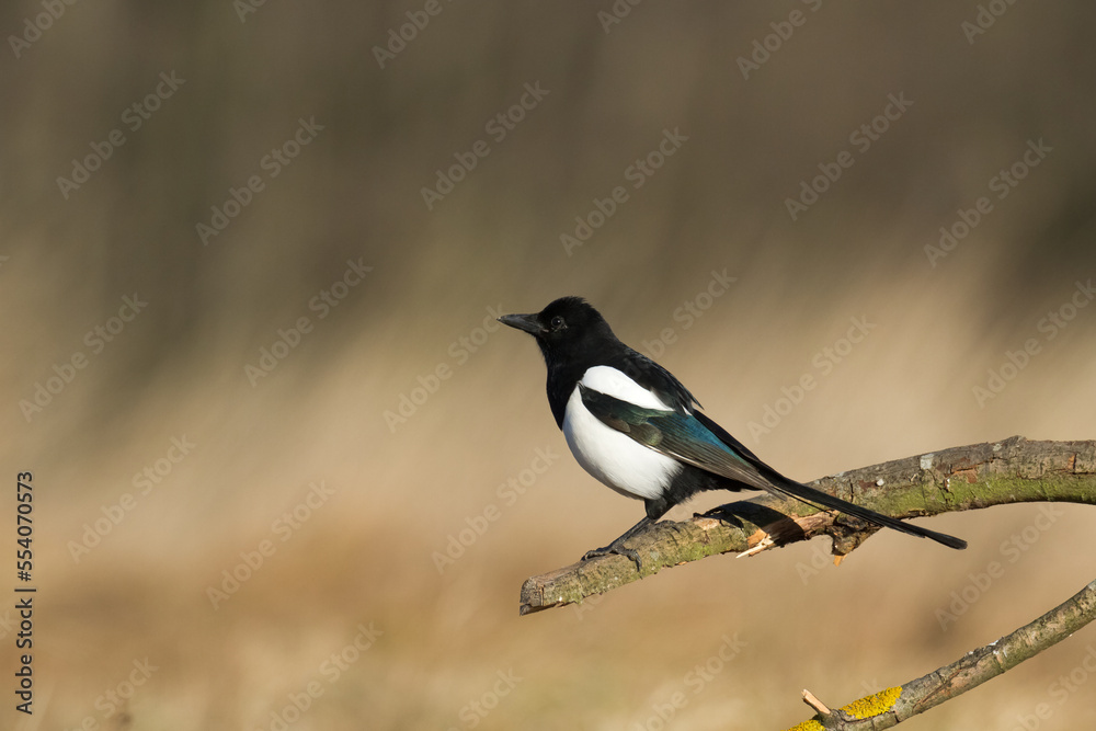The Eurasian Magpie or Common Magpie or Pica pica on the branch with colorful background, winter time
The Eurasian Magpie or Common Magpie or Pica pica on the branch with colorful background, winter time