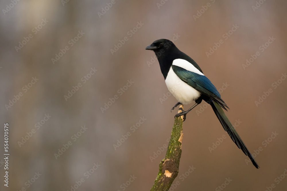 The Eurasian Magpie or Common Magpie or Pica pica on the branch with colorful background, winter time
The Eurasian Magpie or Common Magpie or Pica pica on the branch with colorful background, winter time