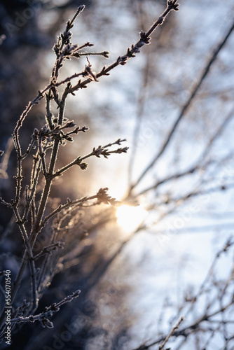 Canvastavla Winter solstice in snowy forest or park natural scene