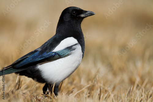 The Eurasian Magpie or Common Magpie or Pica pica on the branch with colorful background, winter time	
