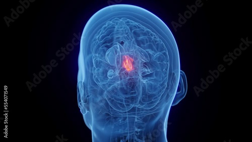 3D medical animation of a man's thalamus