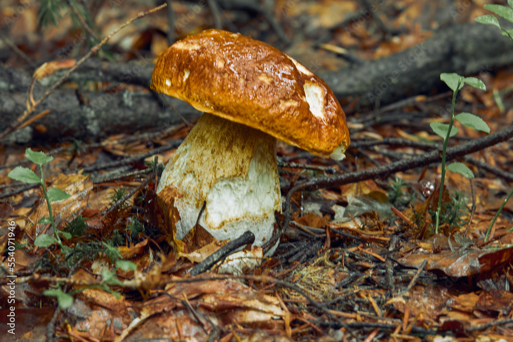 Boletus edulis Bull - very good and edible kind of mushroom. Boletus edulis Bull - very good and edible kind of mushroom.