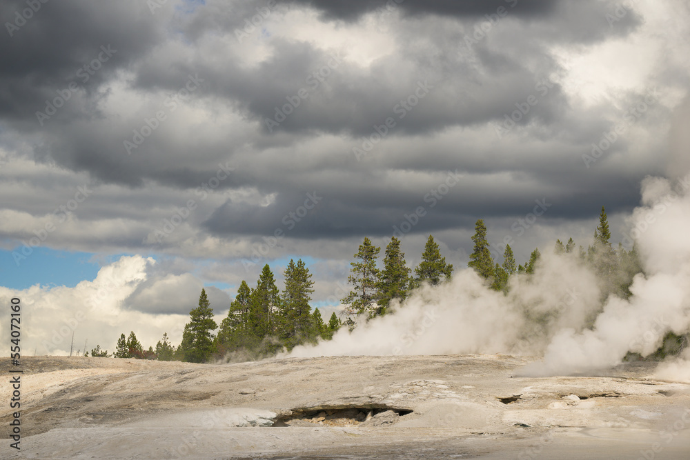 Geyser activity steam along tree line at Norris Geyser Basin in Yellowstone National Park of Wyoming