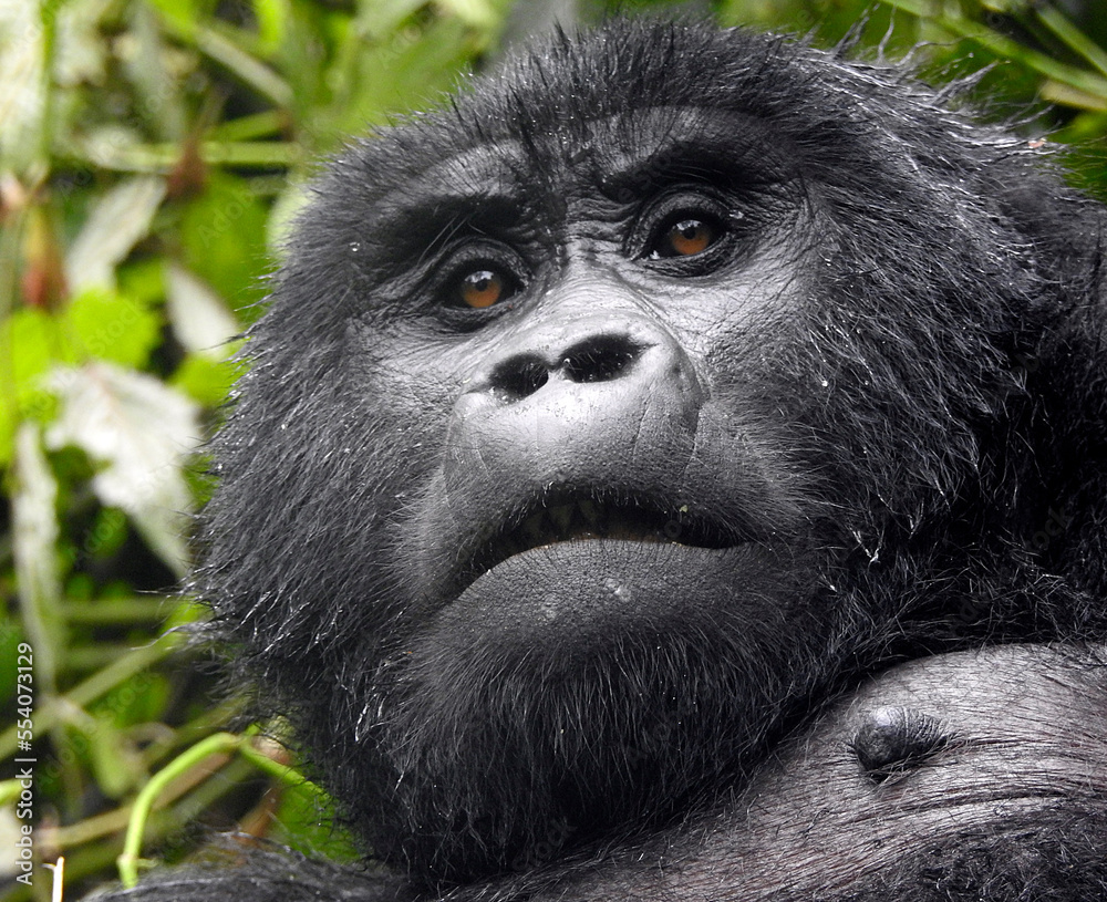 Obraz premium Gorillas - Bwindi Impenetrable Forest Nat. Park - Uganda