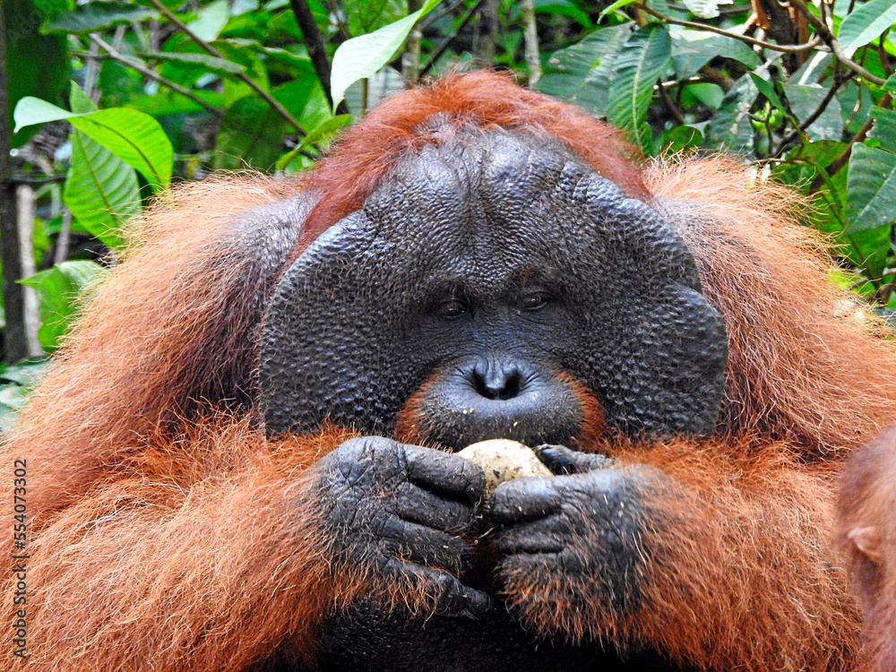 Fototapeta premium Male Orangutan - island of Borneo - Indonesia