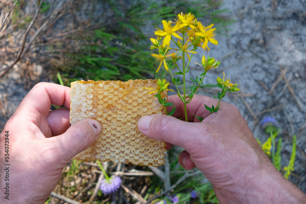 Fototapeta premium The honeycomb in man's hands. Honey plants.