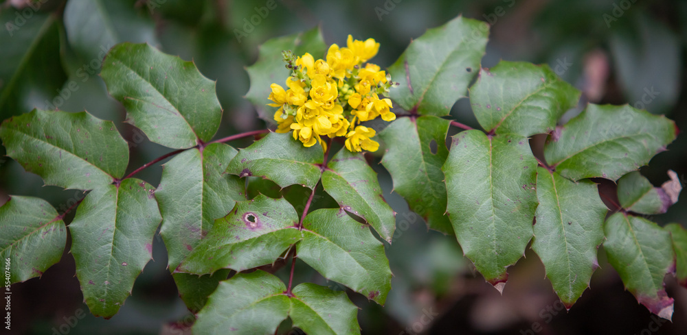 Plants flowers and trees, natural nature background. Plants flowers and trees, natural nature background.