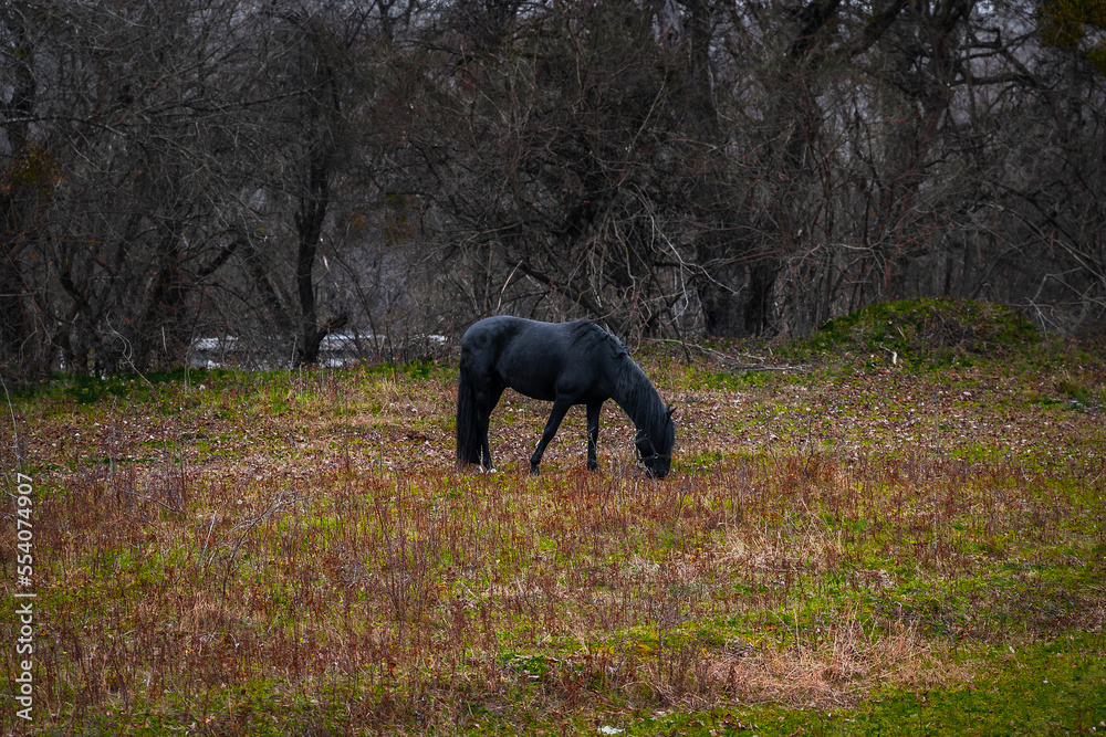 A horse on a background of yellow and red autumn trees. A black horse standing against the background of a colorful autumn forest. A horse in the field in autumn. A horse on a background of yellow and red autumn trees. A black horse standing against the background of a colorful autumn forest. A horse in the field in autumn.