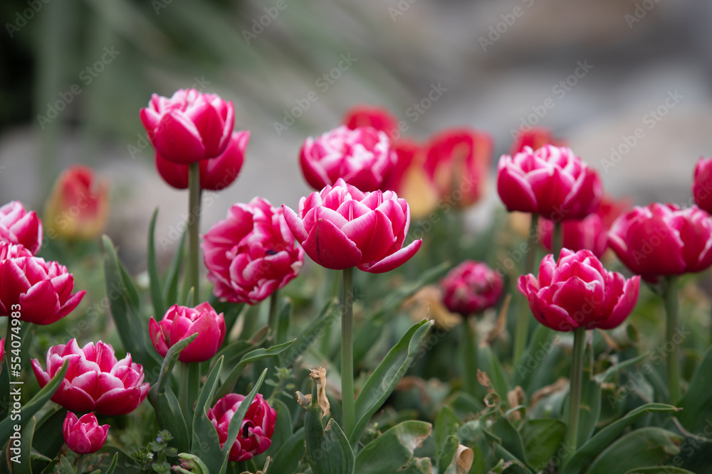 Plants flowers and trees, natural nature background. Plants flowers and trees, natural nature background.