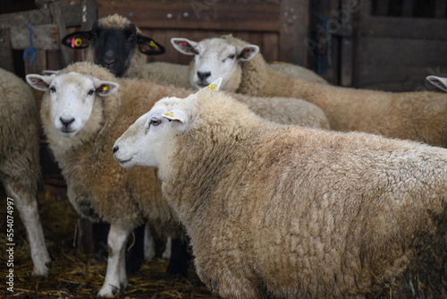 Schafe an einem frostigen Morgen im Münsterland