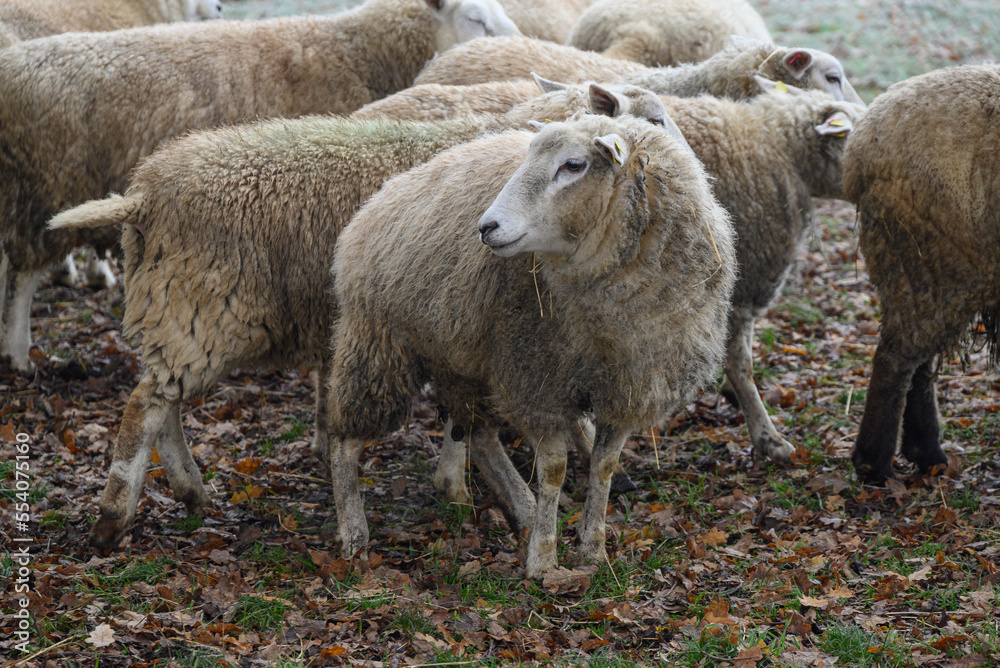 Schafe an einem frostigen Morgen im Münsterland