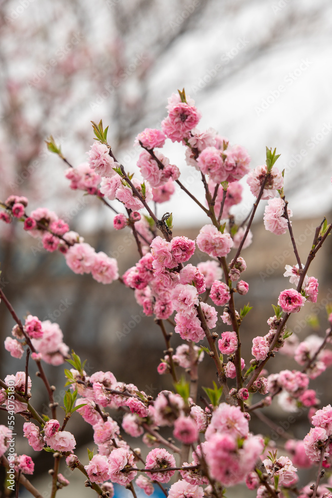 Plants flowers and trees, natural nature background. Plants flowers and trees, natural nature background.