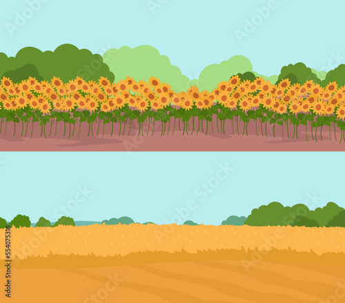 Agriculture cultural, sunflower farm nature, plant season background, field landscape, design, cartoon style vector illustration.