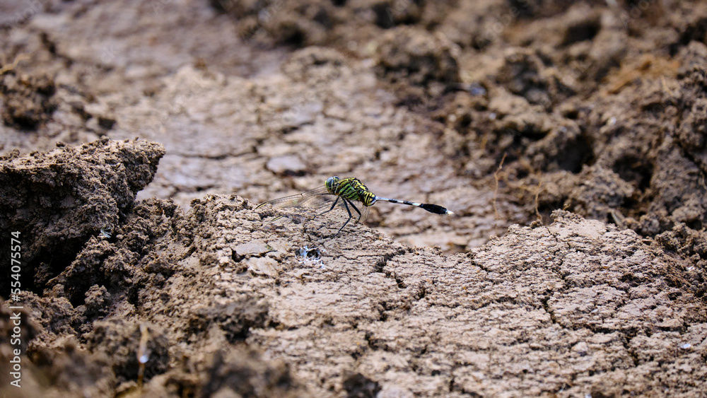 Closeup of a green dragonfly perched on a freshly planted sweet potato garden Closeup of a green dragonfly perched on a freshly planted sweet potato garden