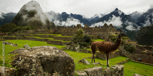 Llama at Machu Picchu, Peru.  © Greg Larson