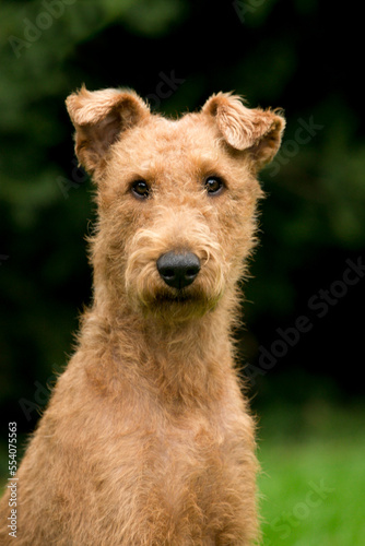 Irish Terrier Hündin Portrait