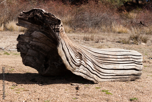 Old grooved driftwood on the shore in the reservoir of Barcena, Bierzo, Spain.