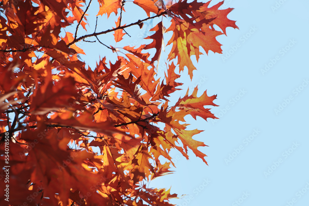 Beautiful trees with autumn leaves against sky on sunny day, low angle view Beautiful trees with autumn leaves against sky on sunny day, low angle view