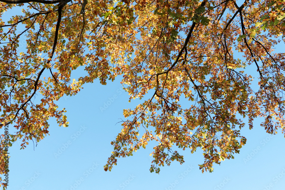 Beautiful tree with bright leaves against sky on autumn day, low angle view Beautiful tree with bright leaves against sky on autumn day, low angle view