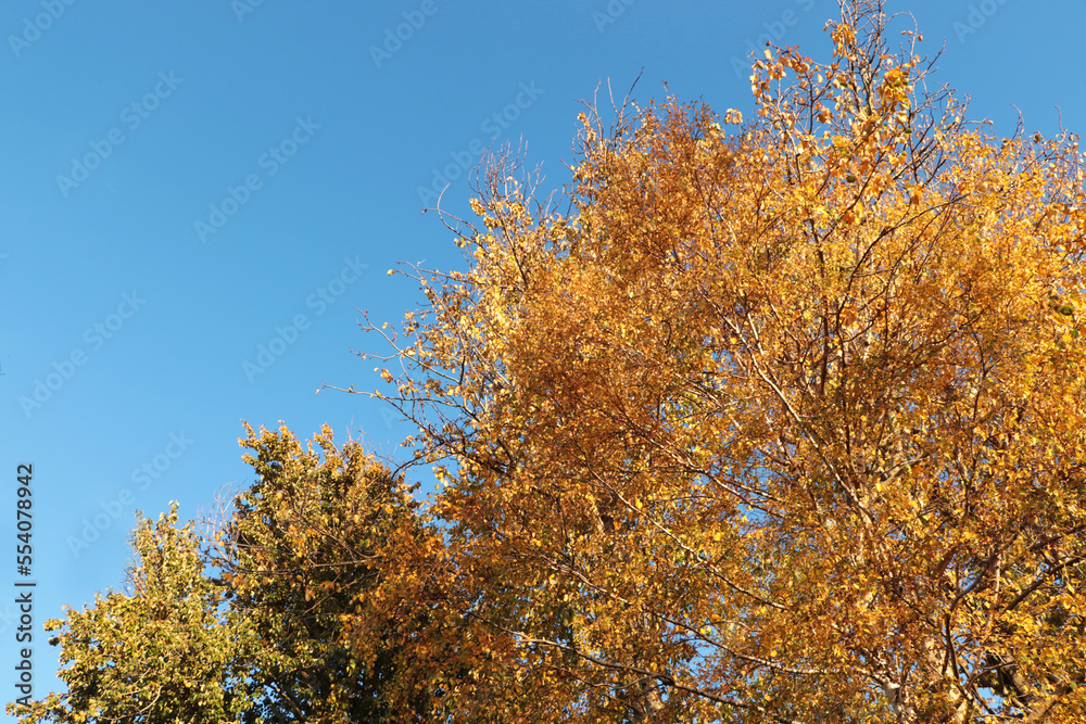 Beautiful trees with bright leaves against sky on autumn day
