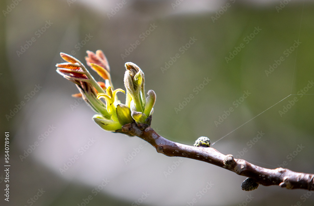 Plants flowers and trees, natural nature background. Plants flowers and trees, natural nature background.