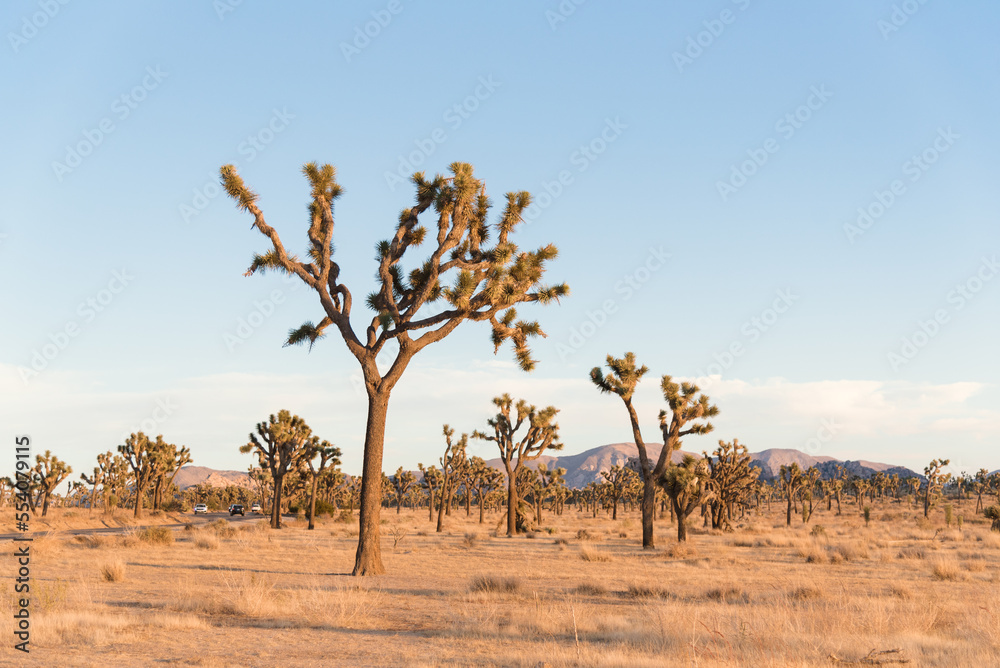 joshua tree