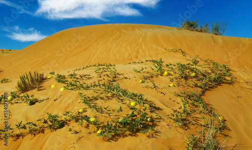 Closeup of isolated sand dune , viny plants with ripe yellow colocynths bitter apple fruits  (Citrullus colocynthis), arabian oman desert, blue sky