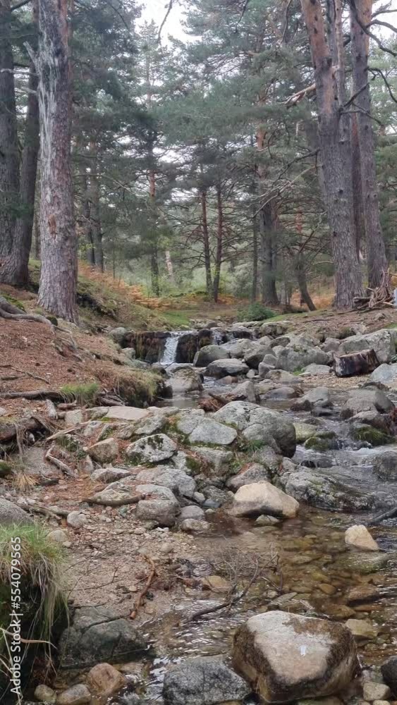 landscapes ed forests and nature with trees and mountains landscapes ed forests and nature with trees and mountains