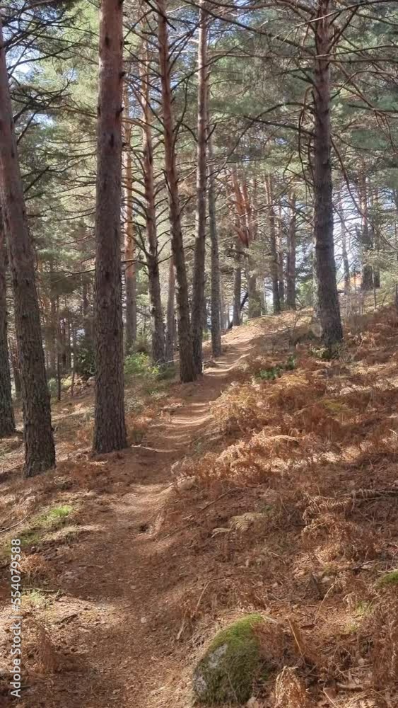 landscapes ed forests and nature with trees and mountains landscapes ed forests and nature with trees and mountains